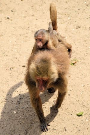 Hamadryas baboon mother with infant on back; X posid