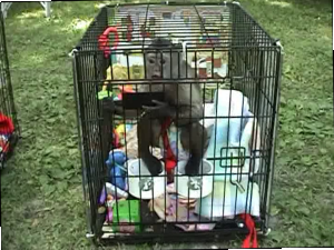 Wedge-capped capuchin in private home, USA