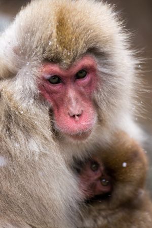 Mother and infant Japanese macaque living freely; PublicDomainPictures.net