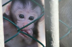 Long-tailed macaque infant in captivity; Cruelty Free International