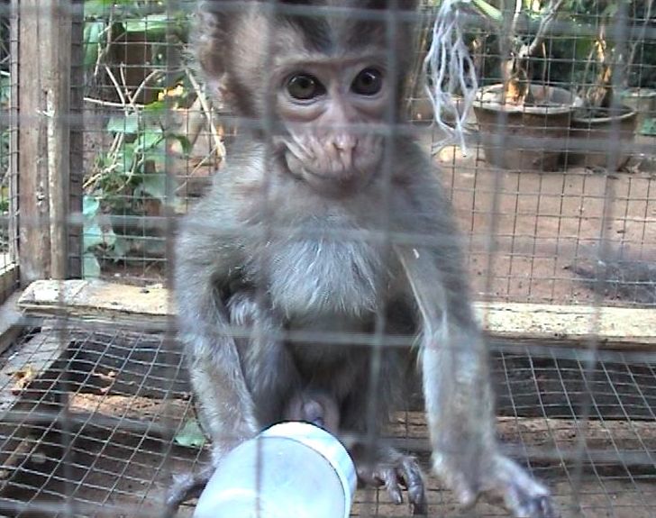 Captive infant long-tailed macaque, Indonesia; Action for Primates