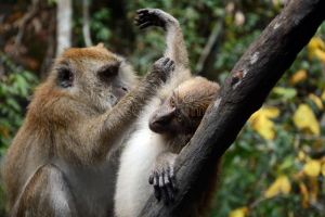 Long-tailed macaques in Malaysia; Attila Jandi on Dreamstime