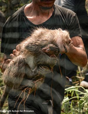 Wild-caught mother and infant long-tailed macaques, Indonesia; Action for Primates