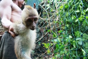 Infant long-tailed macaque trapped in Indonesia; Pramudya Harzani