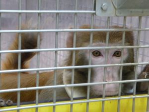 Rhesus macaque in laboratory cage; SOKO Tierschutz / Cruelty Free International