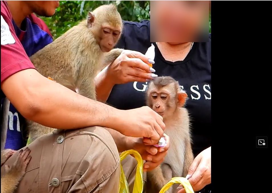 Tourists encouraged by video operators to feed and handle infant long-tailed and pig-tailed macaques at Angkor Wat, Cambodia; social media