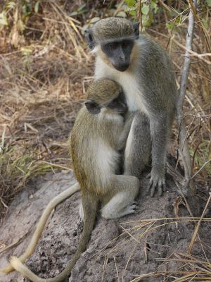 Green monkeys living freely; tjabeljan